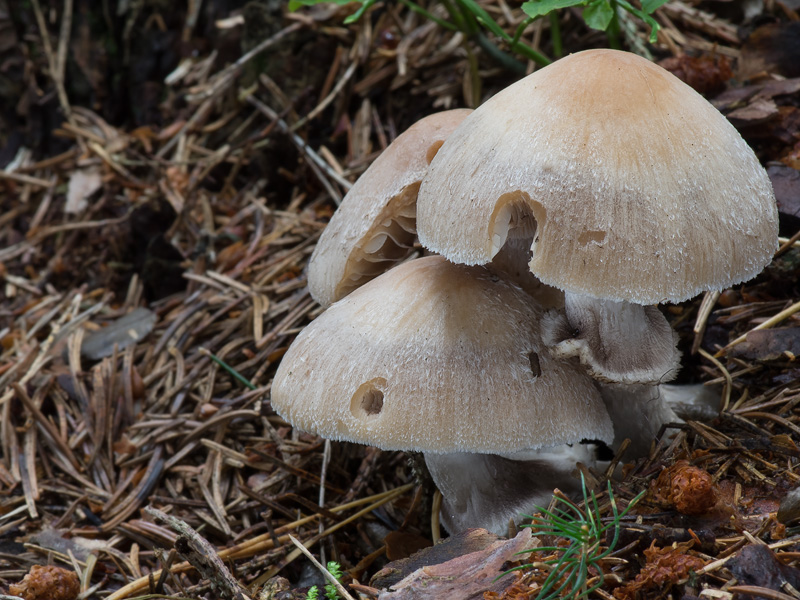 Psathyrella caput-medusae